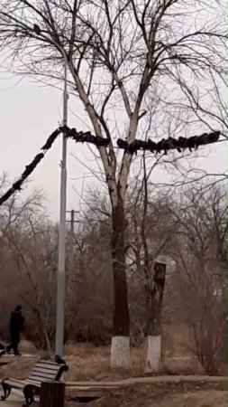 Нахохлились... нахохлились..