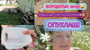 4.06.2024 ОДУВАНЧИКОВАЯ красота!🌼Сею СИДЯ_НА КОЛЕНКАХ!😔ЧТО ЦВЕТЁТ_!😍ШЕРШЕНЬ!😧