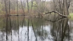 Звуки природы. Пение птиц. Релаксация.
