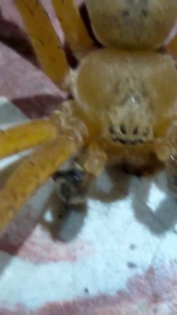 cuántos ojos? смотреть онлайн