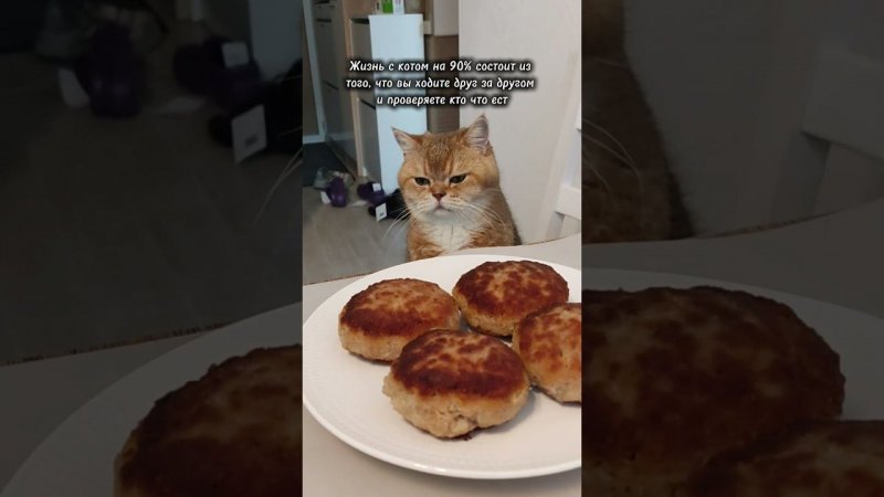 Согласны? #cat #видосыоткота #кот #веселыекоты #котики #прикольныекоты #catlover #коттоша #котик