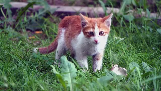 Кототерапия-кошки лечат