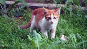 Кототерапия-кошки лечат