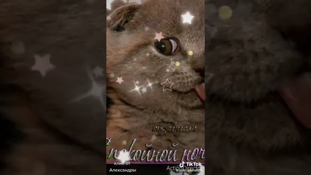 Милые котята и кошки смотреть онлайн