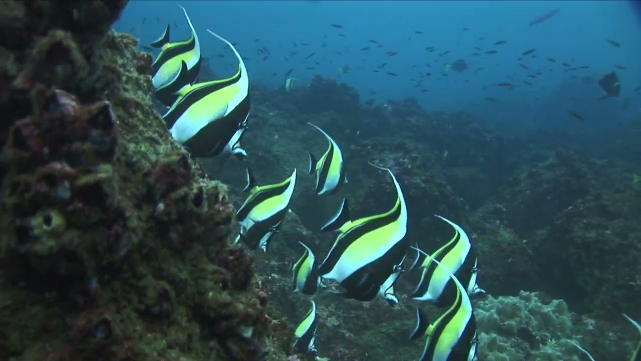 Galapagos 09 смотреть онлайн