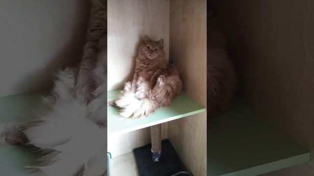 Аркадий номер "Стандарт" смотреть онлайн