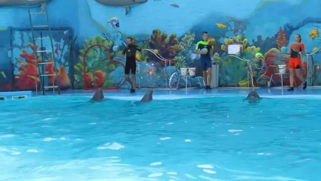 Алушта. Дельфинарий. Июль 2017. смотреть онлайн