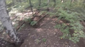 Встреча в лесу с барсуком