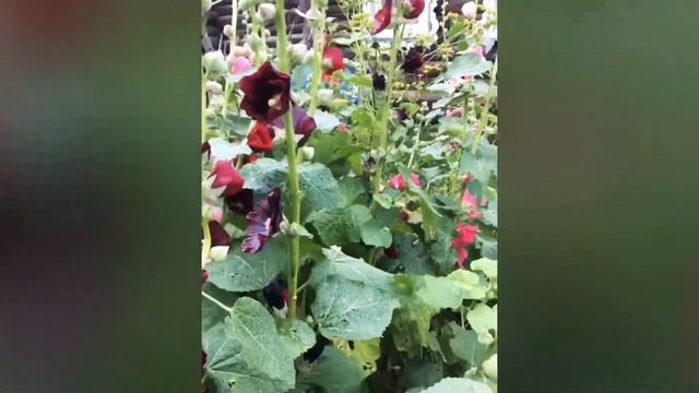 Райское место. смотреть онлайн