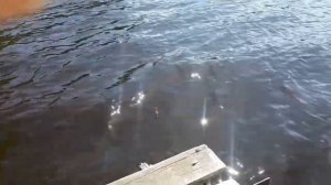 ПОДВОДНАЯ ОХОТА, отдых Екатеринбург 2020 г.