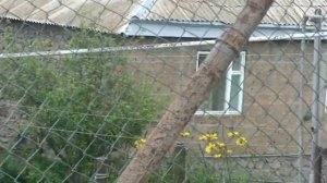 Красносельск, Армения 2012 (2 часть)