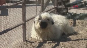 Как персонаж мультика: в Воронежском зоопарке поселился валлийский баран