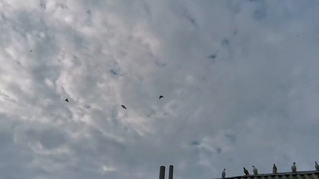 #PIGEONS. Тренировка бакинских бойных голубей 12.06.2021г смотреть онлайн