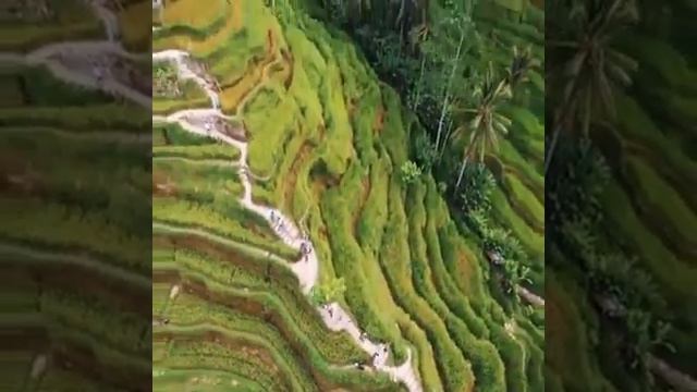 Бали \ Delux. Best Club of Travel смотреть онлайн