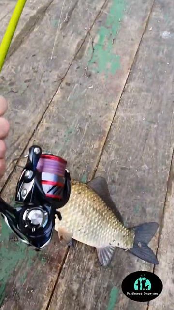 Мормышинг maximus ichiro смотреть онлайн