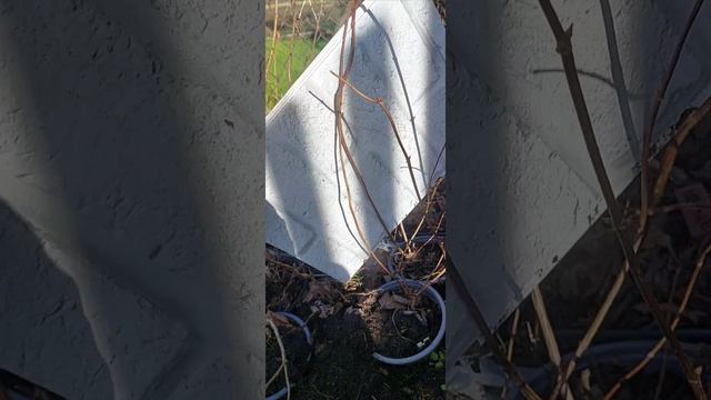 Саженцы  гортензии метельчатой Фрайз Мельба и Геркулес ГАЛИСАД Череповец