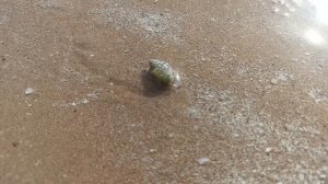 🦀 Норы крабов на песчаных берегах Персидского залива | ОАЭ, UAE 🌊