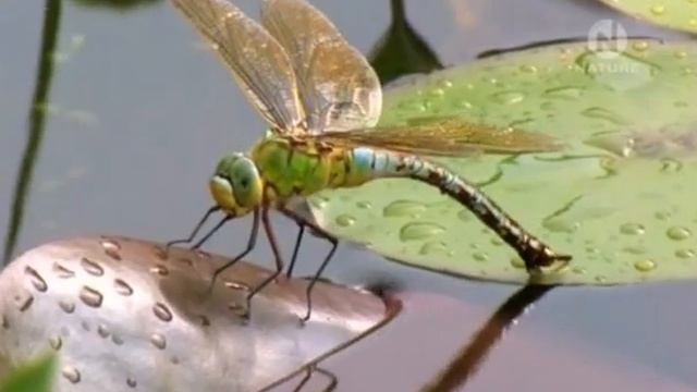 "Небесные охотники - мир стрекоз" смотреть онлайн