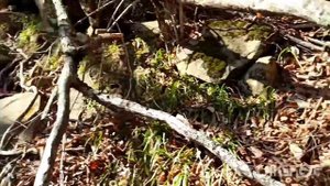 #поход Крыло Ангела #Водопады - скала Монах. Село Хамышки.Республика #Адыгея.  12 марта 2024 г.