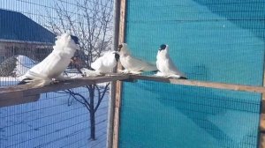 шмакальденские голуби Дубровского Сергея