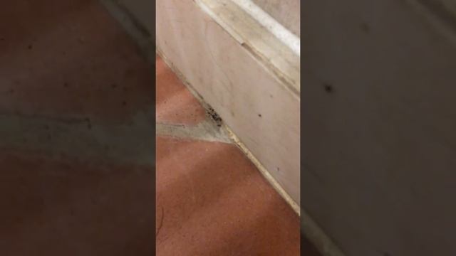 IMPERIAL TURKIZ RESORT HOTEL!!!!!!! МУРАВЬИ И ЛИЧИНКИ!!!!ВСЯ ПРАВДА!!!! смотреть онлайн