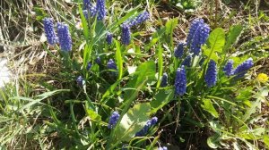 Голубые глаза 03    стихи Н.Дуквин