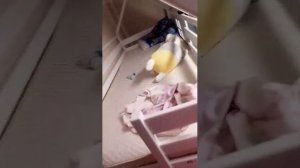 пиить  гого лпяьпя