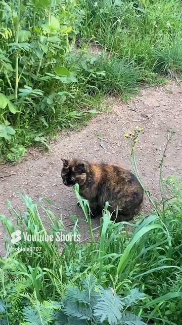 Общение с природой и котиками
