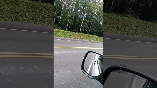 Медведь на дороге... смотреть онлайн