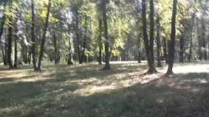 Лес, природа России