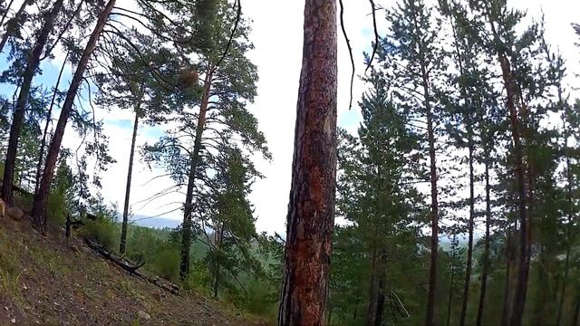 Однодневный поход в лес. Со станции Каменный карьер.