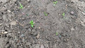 🍓 саженцы клубники Королева Елизавета, черный принц/❄️☔🌞все стихии природы в середине апреля 🙃