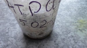 Посев катрана на рассаду