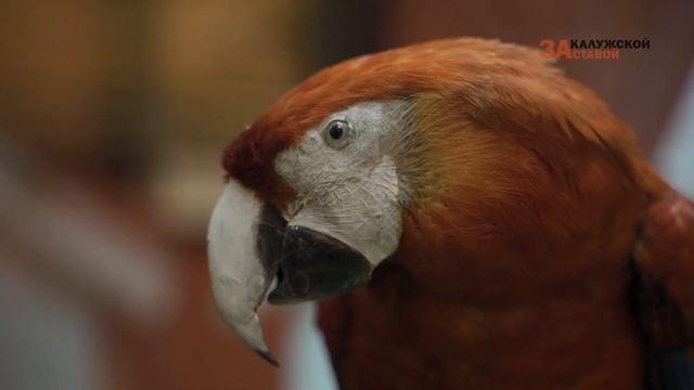 Выставка «100 удивительных животных» смотреть онлайн