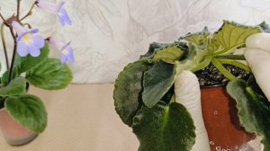 ЧТО Я ДЕЛАЮ , ЧТОБЫ У МЕНЯ БЫЛИ КРАСИВО-ЦВЕТУЩИЕ ФИАЛКИ!