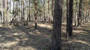 белочки весна утро лес
