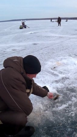 КИЛОШКИ ДАЖЕ ОТПУСКАЕМ! #shorts #рыбалка #fishing #fish #эдвардкосичка #природа #nature #отдых