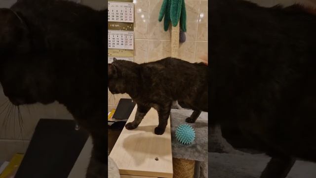 Кот-исключение Мурчелло ищет дом смотреть онлайн