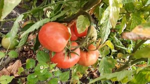 Обзор мини-поля с томатом Василина, г.Казань