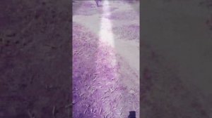 Песня и над холодными крышами