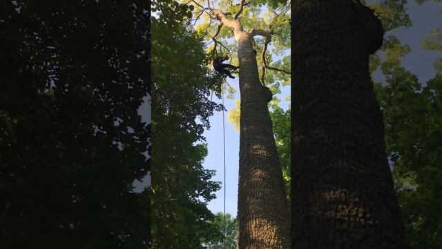 Arborist. Самый легкий подъем на дерево.