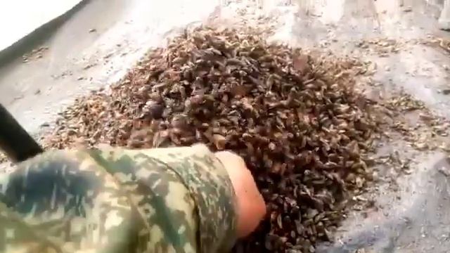 Тысяча оводов в палатке смотреть онлайн