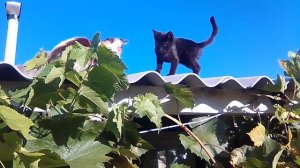 кот упал с крыши