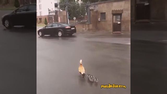 Утка с утятами гуляет в центре Москвы смотреть онлайн