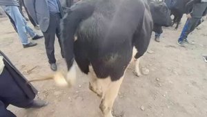 Паншанбе бозори Ёвон нарху наво қимат дар рамазон  говои ҷушо буқои калон  майда 23 марти 2023