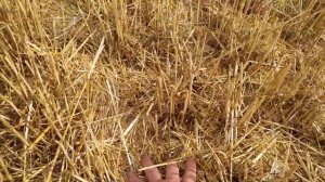 Деструктор стерни соломы. Деструкция озимый.