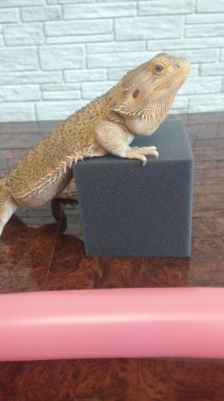 Собака из шарика