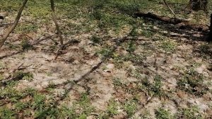 23.04.2025.Усадьба Парк Кино Ляхово. Парк Кошек. Домодедово, Обзор територии Усадьбы Ляхово. ЧАСТЬ 2