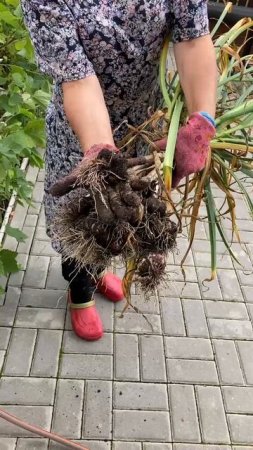 Начинаю убирать чеснок.