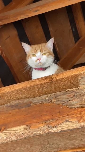 Апельсинка #cat #catlover #cute  не может слезть с крыши😊